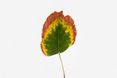 Impact Photo Colorado Photographers Leaf Photo Study-1-2